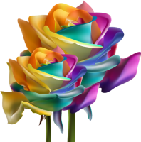 rainbow roses